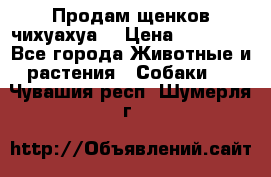 Продам щенков чихуахуа  › Цена ­ 10 000 - Все города Животные и растения » Собаки   . Чувашия респ.,Шумерля г.